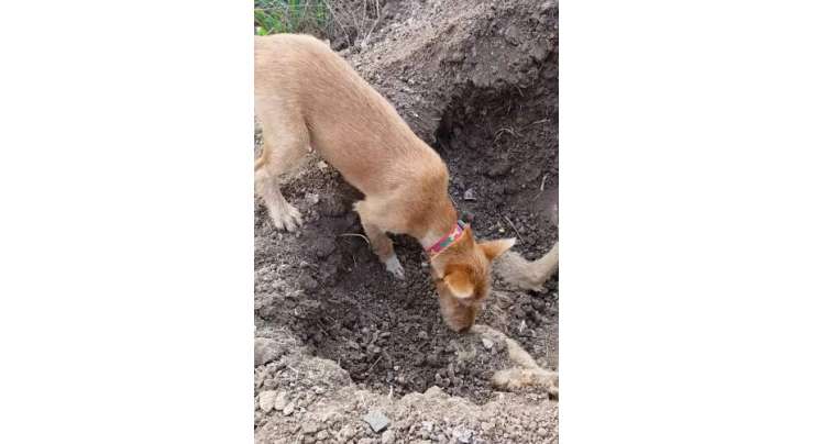 کار کی ٹکر کے مرنے والے کتے کو اس کے بھائی نے دفنا دیا۔ ویڈیو وائرل ہوگئی