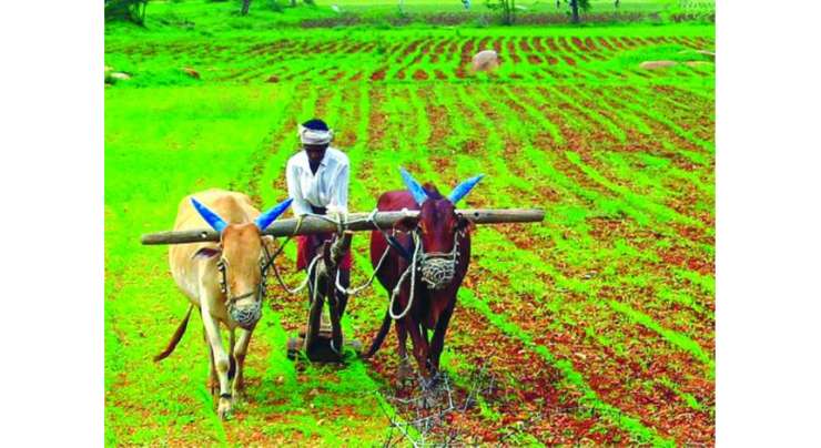 کپاس کی پیداوار بہتر بنانے کیلئے محکمہ زراعت نے تاریخی اقدامات کئے ‘رانا افتخارمحمد