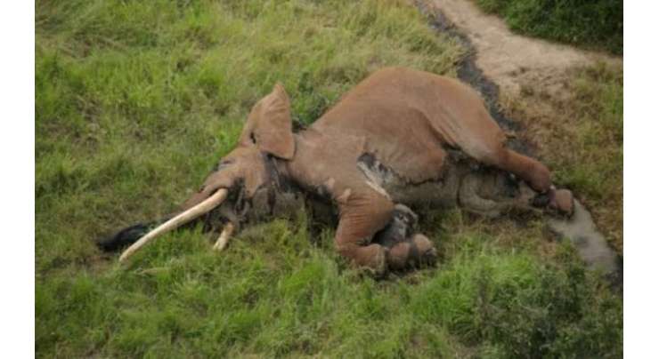 افریقا کا سب سے بڑا اور عمررسیدہ ترین ہاتھی شکاریوں کے زہریلے تیروں کا نشانہ بن گیا