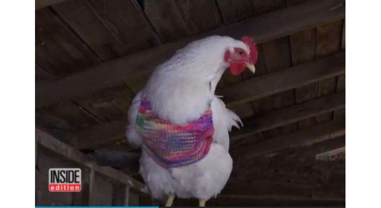 ریٹائر خواتین نے مرغیوں کے لیے سوئیٹر  بنانے شروع کر دئیے