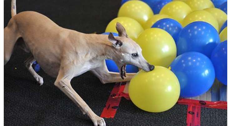 جانوروں کے قومی دن کے موقع پر ٹوبی نامی کتے نے کم وقت میں 100 غبارے پھاڑنے کا عالمی ریکارڈ بنا لیا