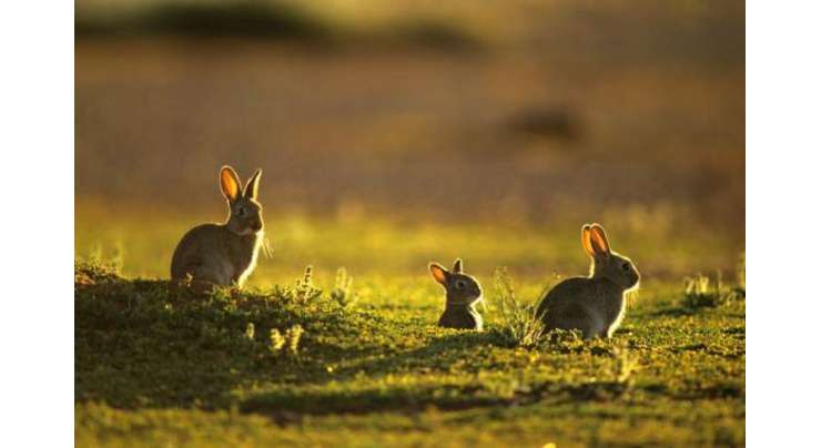 آسٹریلیا  میں چھوڑے گئے 24 خرگوش پورے براعظم کےلیے  سب سے بڑا خطرہ بن گئے