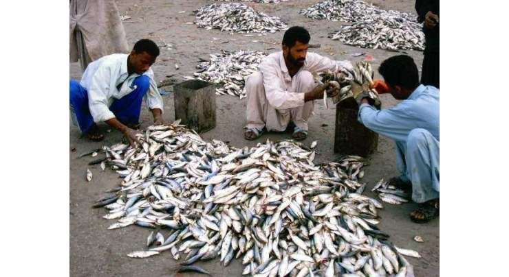 محکمہ فشریزصوبے میں ماہی گیری کے فروغ اوراس شعبے سے وابسطہ افرادکی معیشت کو بڑھانے کیلئے بھرپورکردارکررہی ہے،ڈائریکٹر جنرل فشریز بلوچستان محمد نورخان