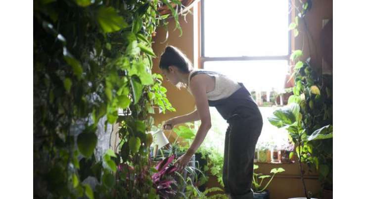 بروکلین میں رہنے والی خاتون  کے اپارٹمنٹ میں 500 پودے