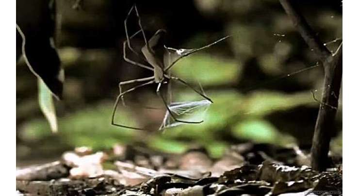 مکڑیاں صرف چھ ماہ میں تمام انسانوں کو کھا سکتی ہیں