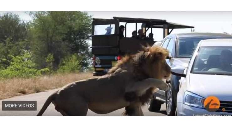 شیرنی کو متاثر کرنے کے لیے شیر نے کار پر حملہ کر دیا