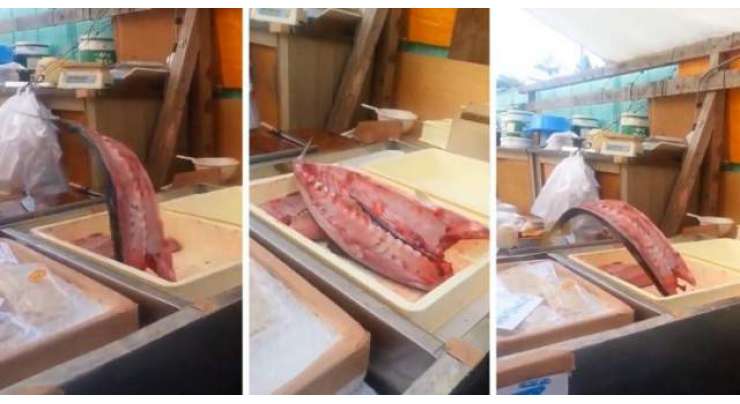 یلوفن ٹیونا مچھلی دوٹکڑوں میں کٹنے کے باوجود  کافی دیر تک پھڑک سکتی ہے۔ ویڈیو دیکھ کر انٹرنیٹ صارفین حیران