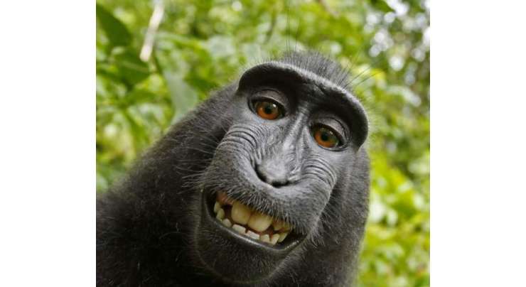 بندر کی مشہور زمانہ سیلفی کے حقوق ملکیت کے مقدمے کا فیصلہ ہوگیا