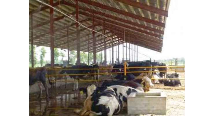 دودھ کی پیدوار میں اضافے کے لیے گایوں پر وائی فائی ڈیوائس نصب