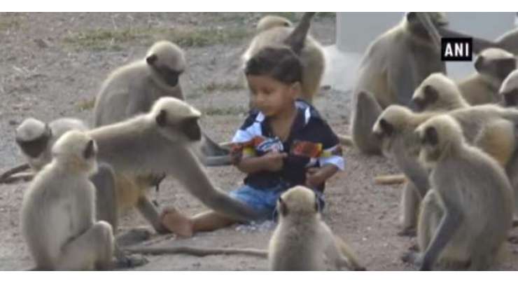 ڈیڑھ  سالہ بچے اور جنگلی بندروں کی انوکھی دوستی