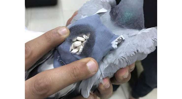 کویت میں کبوتر کے ذریعے منشیات سمگل کرنے کی کوشش ناکام