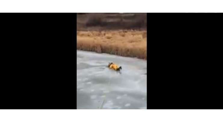 بہادر فائٹر نے  انتہائی پتلی برف پر رینگتے ہوئے  برف میں دھنسے کتے  کی جان بچا لی