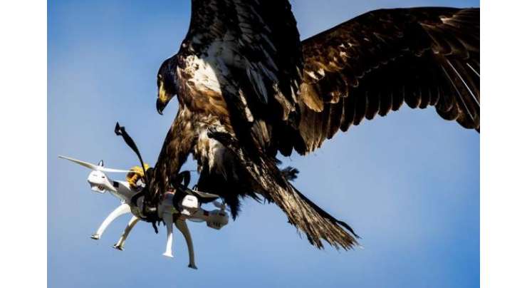 برطانوی پولیس کو شکاری پرندوں کے ذریعے منشیات سمگل کرنے والے ڈرون گرانے کی اجازت مل گئی