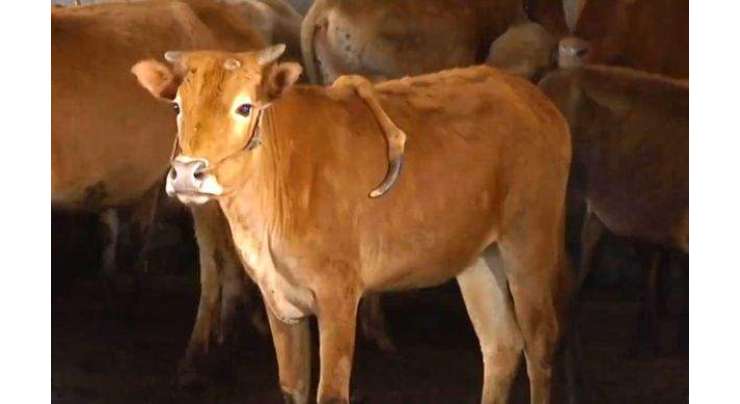 چینی فارم میں پائی جانے والی پانچ ٹانگوں کی گائے سب کی توجہ کا مرکز بن گئی