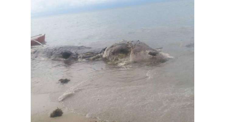 ساحل پر بہہ آنے والی 32 فٹ لمبی  پراسرار سمندری مخلوق کی بدبو نے شہریوں کو پریشان کر دیا