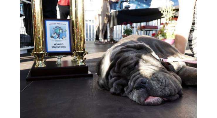 نیپلی ماسٹف کتے کو دنیا کے بدصورت ترین کتے کا اعزاز مل گیا