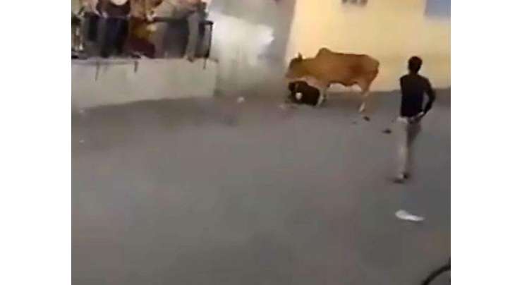 غصے میں بھری ”گائے ماتا“ نے شہری کو سینگوں پر رکھ لیا، گاؤ رکھشک ماتا کو پتھر مارتے رہے
