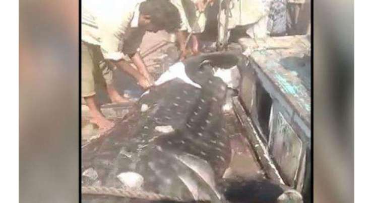 کراچی میں کھلے عام وہیل شارک کا گوشت فروخت ہونے لگا
