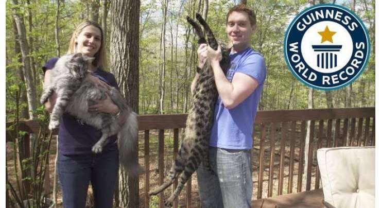 دنیا کی سب سے اونچی  اور سب سے لمبی دم والی بلیاں ایک ہی گھر میں رہتی ہیں