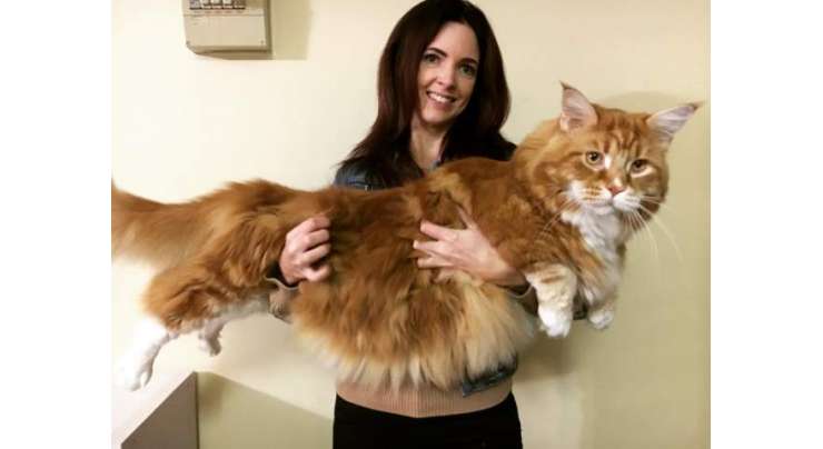 4 فٹ لمبی بلی ، دنیا کی سب سے لمبی بلی  کا ریکارڈ بنا سکتی ہے