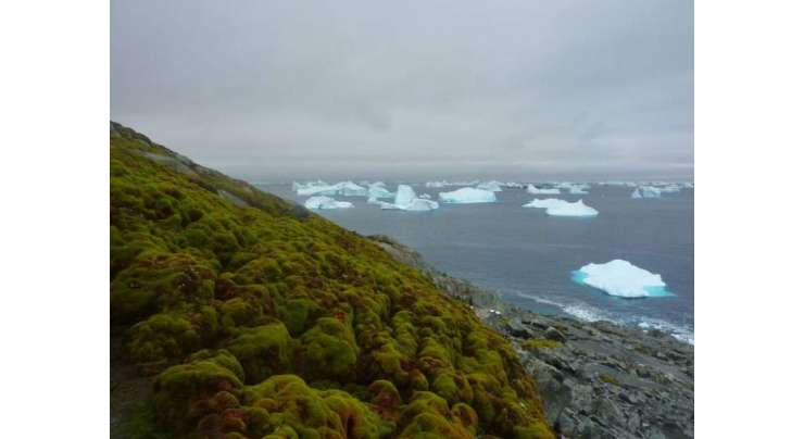 موسمیاتی تبدیلیوں سے برف سے ڈھکے براعظم انٹارکٹکا کا رنگ بدل کر سبز ہو رہا ہے