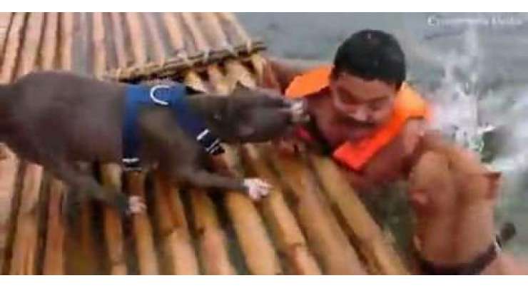 دو بہادر کتوں نے مالک کو ڈوبنے سے بچا لیا