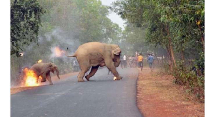 مشرقی بنگال میں مشتعل نوجوانوں نے ہاتھیوں کو آگ لگا دی، 2 شدید زخمی۔ واقعے کی تصویر نے ایوارڈ جیت لیا