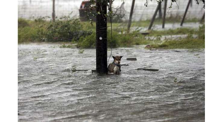 سیلاب سے بچنے کے لیے محفوظ علاقوں میں جانے والے اپنے پالتو جانوروں کو درختوں کے ساتھ باندھ گئے۔قانونی کاروائی ہوگی