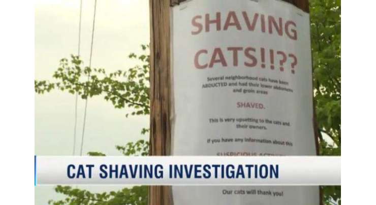 بلیوں کو اغوا کر کے گنجا کرنے والے شخص نے علاقے میں دہشت پھیلا دی