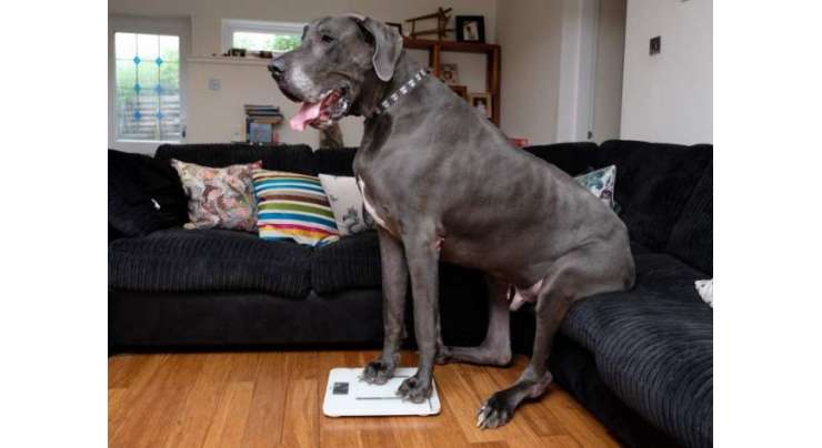 برطانیہ کا سب سے بڑا کتا 7 فٹ کا ہے اور اس کا وزن ہاتھی کے بچے جتنا ہے