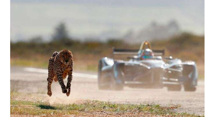 کار  ڈرائیور اور دنیا کے سب سے تیزرفتار جانور”چیتے“ کے درمیان انوکھی ریس