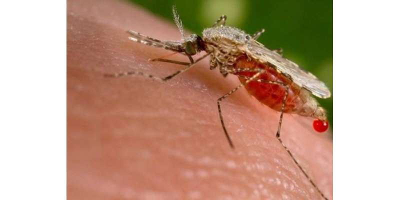 ملیریا ڈینگی سے زیادہ خطرناک ہے ،