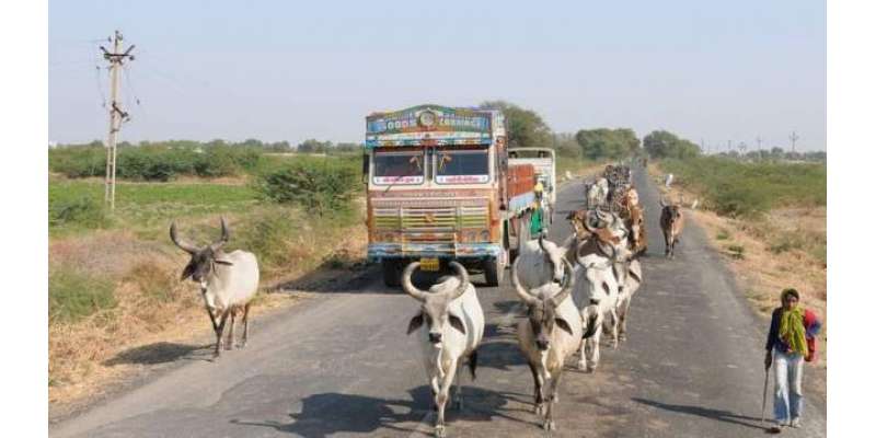اب بھارتی گائیوں کا شناختی کارڈ بنے گا