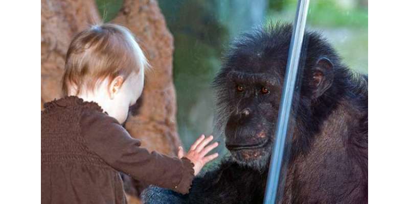چین کے ایک چڑیا گھر میں چمپینزی کو نئی دوست مل گئی