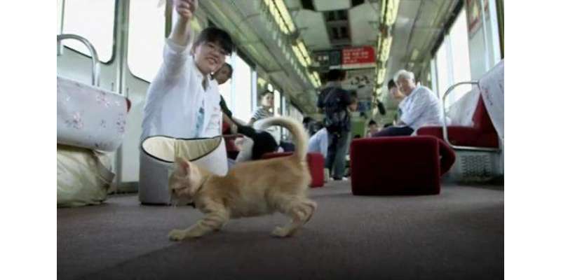 ایک کیفے نے ریلوے کے ساتھ مل کر جاپان کا پہلا بلیوں کا ٹرین کیفے شروع ..
