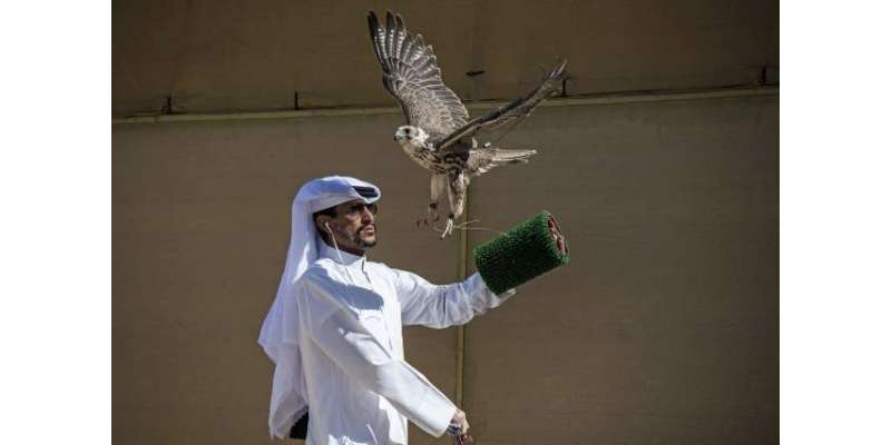 ابو ظہبی : عقابو ں کے سب سے مہنگے مقابلوں کا آغاز اگلے ہفتے شروع ہو جائے ..