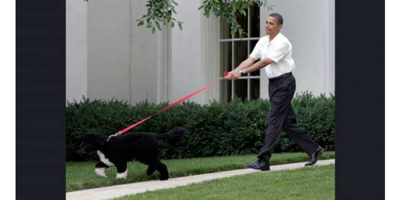 اوباما کے کتے نے وائٹ ہاؤس میں مہمان لڑکی کو کاٹ لیا