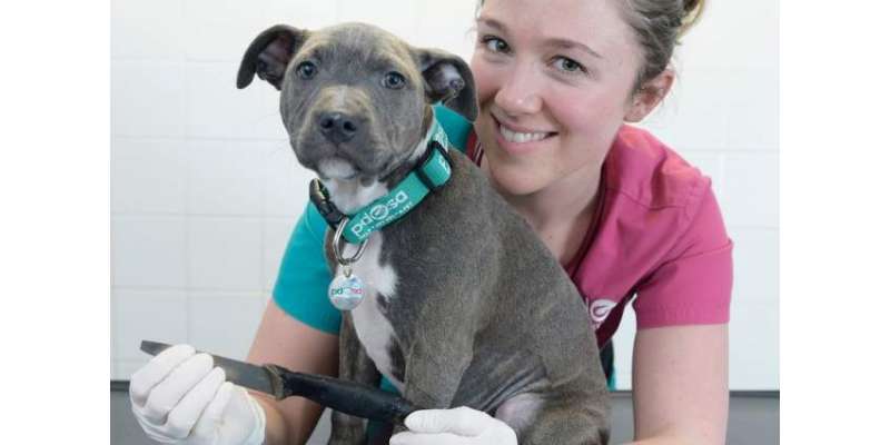 8 انچ لمبا چاقو نگل کر بھی 3 ماہ کے  کتے کی زندگی بچ گئی