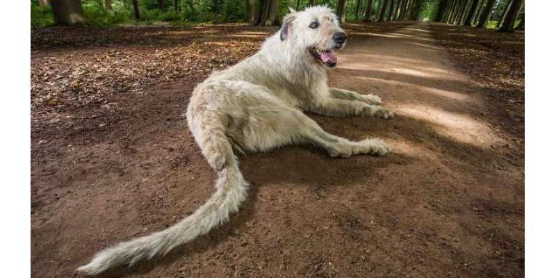 سب سے لمبی دُم کا ورلڈ ریکارڈ بیلجیئم کے کتے کے نام