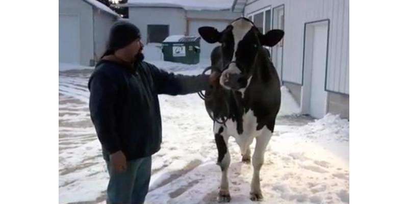 گائے  نے ایک سال میں 77480 پاؤنڈ(35144 کلوگرام) دودھ دےکر نیا ریکارڈ بنا لیا