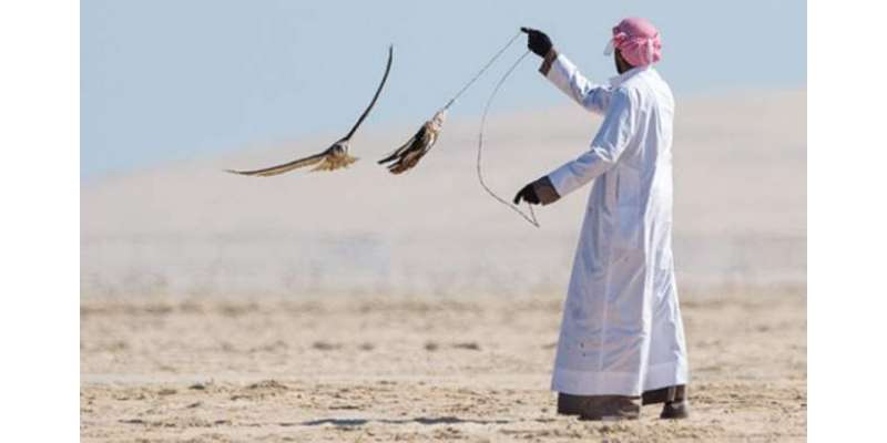 شکار کا اجازت نامہ نہ ہونے پر قطری مہمان کو واپس بھیج دیا گیا