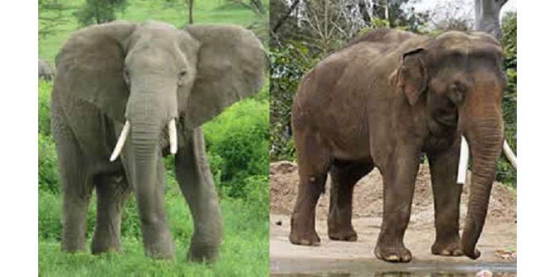 افریقی ،  ایشیائی ہاتھی میں فرق اور ہاتھیوں کے بارے میں چند دلچسپ معلومات