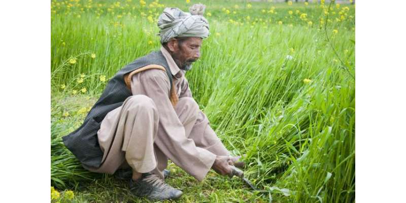 افغان صوبہ جوزجان میں عسکریت پسندوں نے 52 کسانوں کو اغوا کر لیا