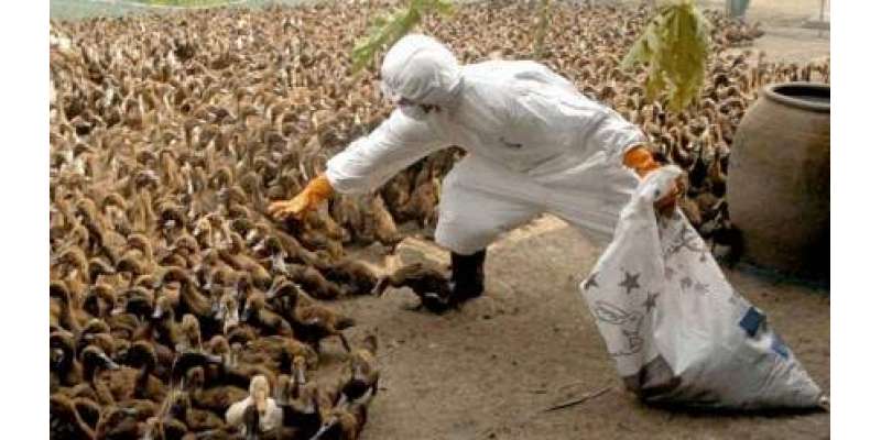فرانس میں برڈ فلو سے 33 لاکھ مرغیاں اور پرندے ہلاک یا تلف