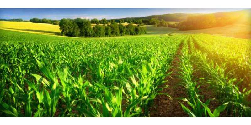 کسان پیکج سے پنجا ب میں زرعی انقلاب آ ئے گا، رمضان نیا ز ی
