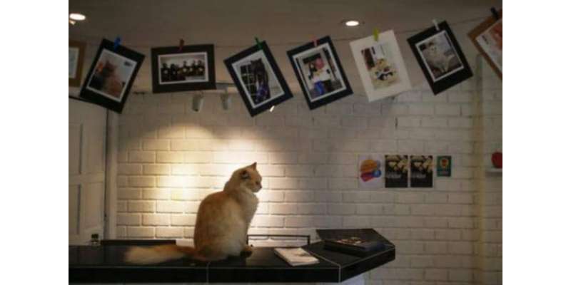 ملائیشیا میں بلیوں کیلئے عالیشان فائیو اسٹار ہوٹل