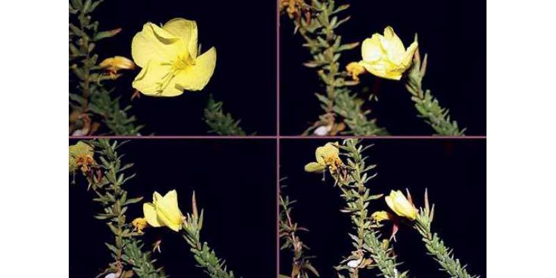 آذربائیجان میں موجود ایک ایسا پھول جو اذان کی آواز سُن کر کھل اٹھتا ..
