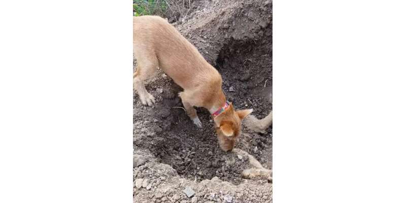 کار کی ٹکر کے مرنے والے کتے کو اس کے بھائی نے دفنا دیا۔ ویڈیو وائرل ہوگئی