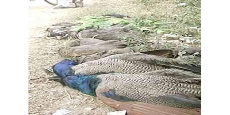 تھرپارکر میں رانی کھیت بیماری سے مزید 55 سے زائد مور مر گئے
