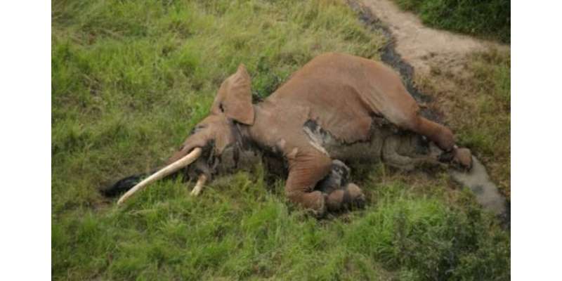 افریقا کا سب سے بڑا اور عمررسیدہ ترین ہاتھی شکاریوں کے زہریلے تیروں ..